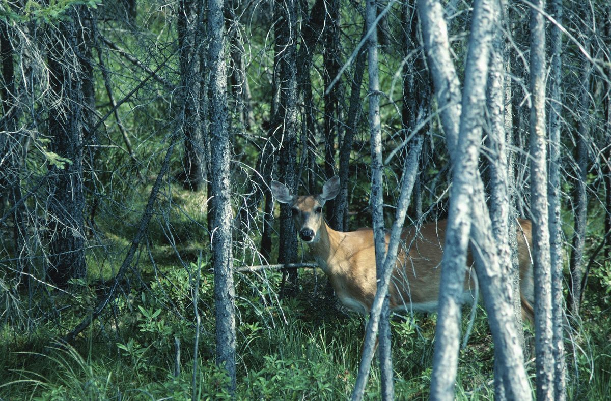 A deer partly hidden among trees, representative of the kind of passive camera-trap imagery wildlife sensors capture
